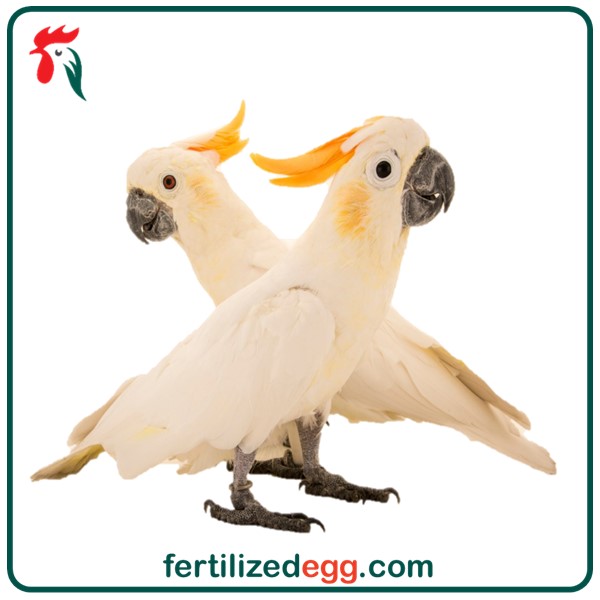 تخم نطفه دار طوطی کاکادو تاج پرتقالی 